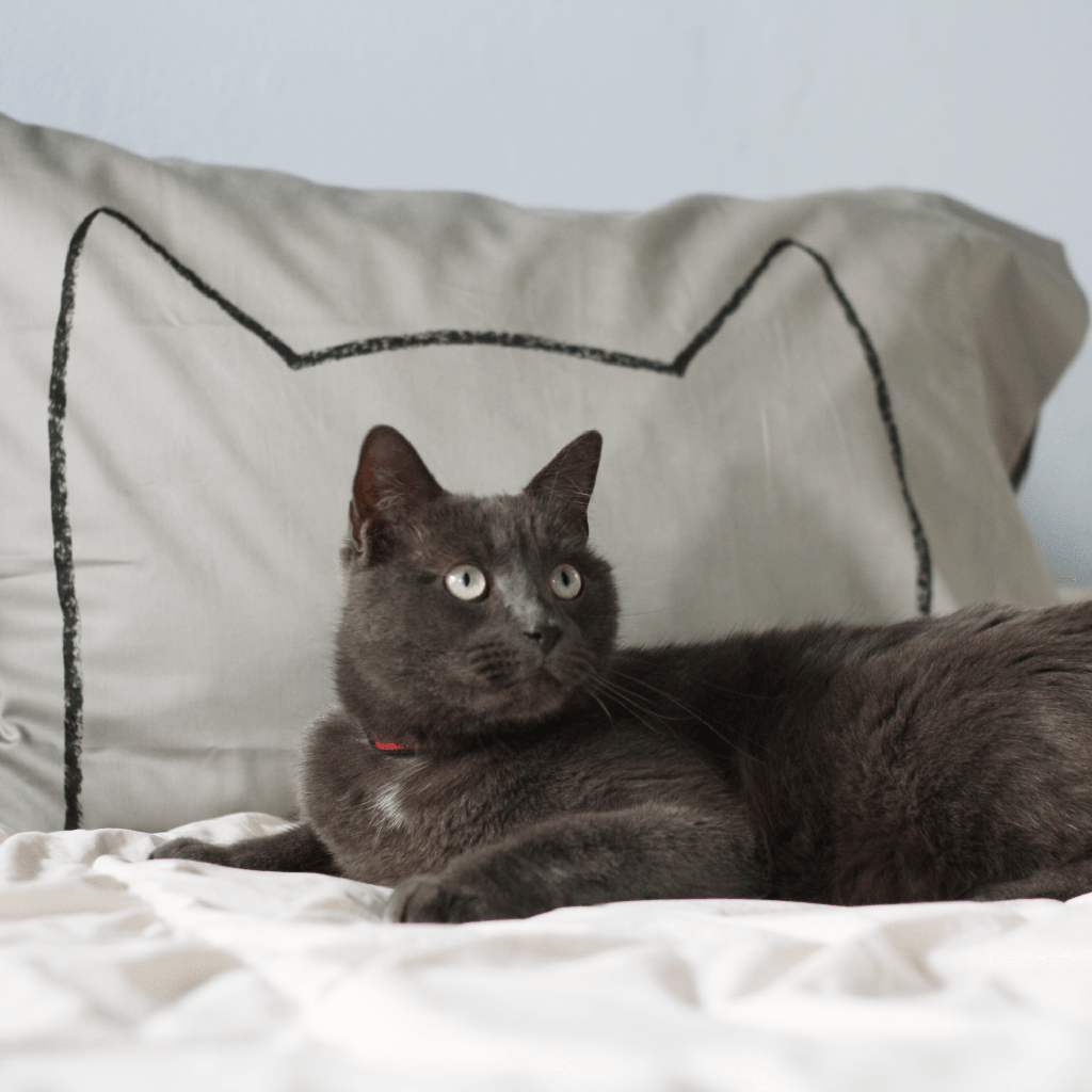 Gray Cat Nap Pillowcases by Xenotees